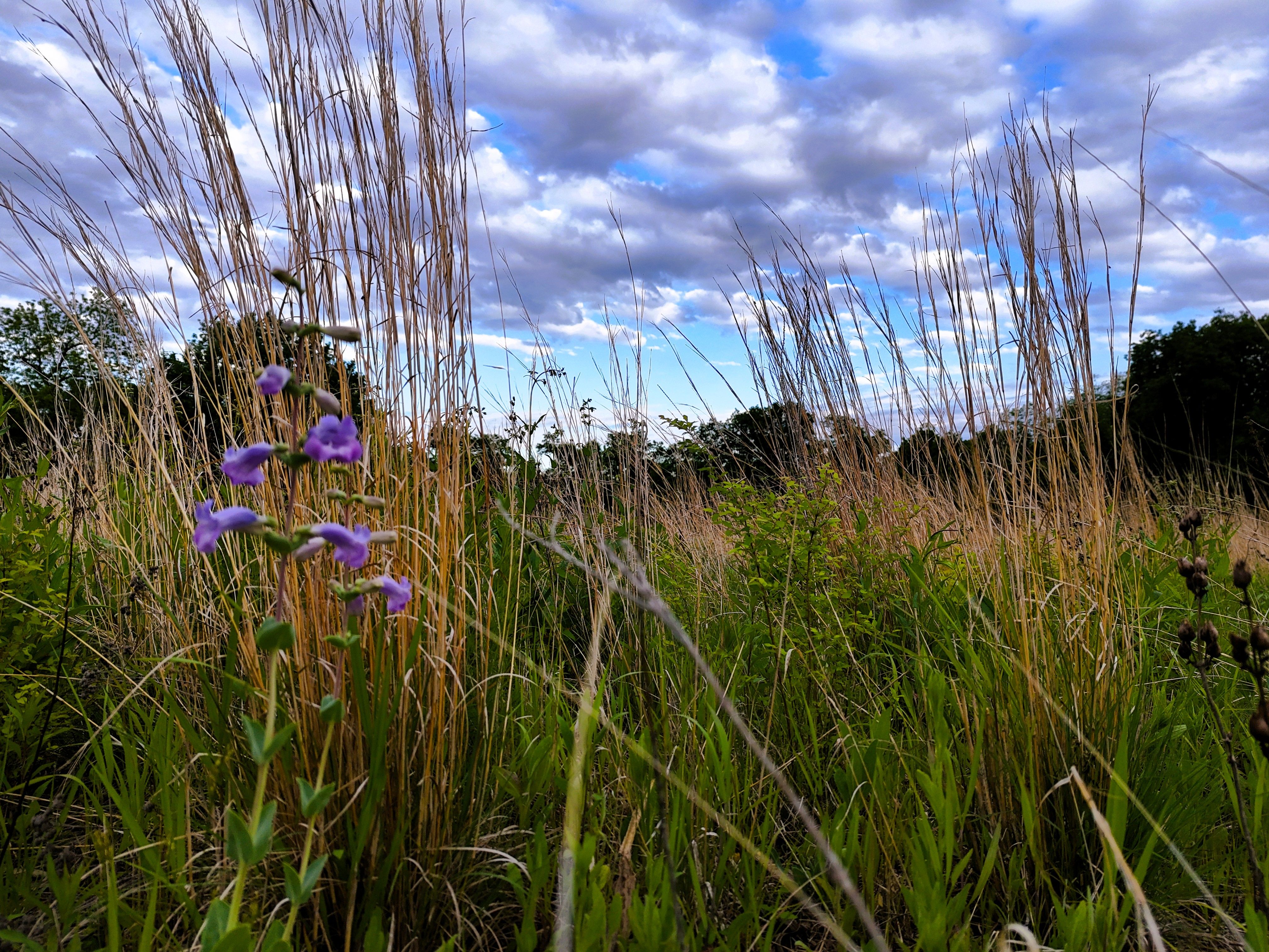 Listing Photo: Ground prairie 2